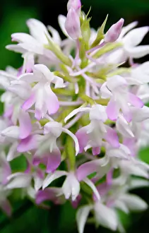 Fragile: Greece, Crete. Orchid in bloom (Anacamptis