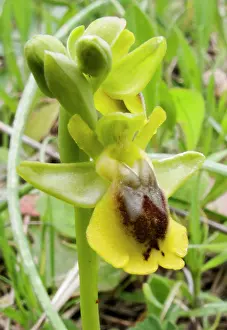 Fragile: Greece, Crete. Orchid in bloom (Ophrys sicula)