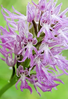 Fragile: Greece, Crete. Orchid in bloom (Orchis italica)