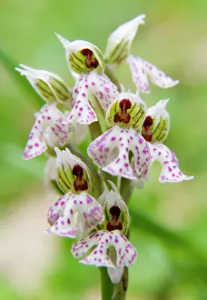 Fragile: Greece, Crete. Orchid in bloom (Orchis lactea)