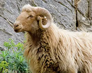 Wool: Greece, Crete. Ram in Kavousi Gorge. Lasithi