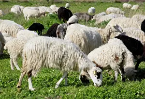 Wool: Greece, Crete. Sheep grazing on Lasithi