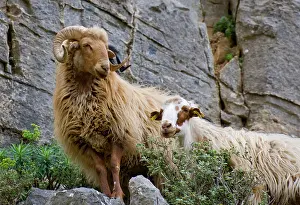 Smith: Greece, Crete. Sheep in Kavousi Gorge. Lasithi