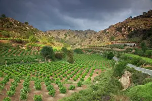 Greece, Crete, vineyards in the White Mountains