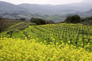 Mustard: Greece, Crete. Wild mustard and vineyards