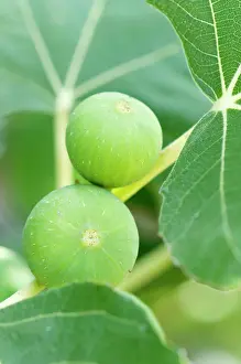 Ficus: Fig