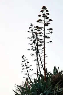 Agave: Agave