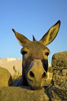 Donkey: Greece and Greek Island of Mykonos and the