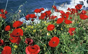 Aegean: Greece, Ikaria. Poppies in spring