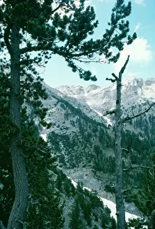 Olympus: Greece - Mt. Olympus with pine
