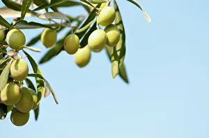 Olea: Olive