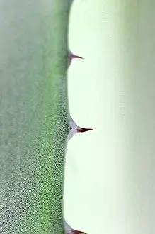Agave: Agave