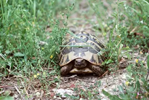 Tortoises: Greek (Corfu) Tortoise