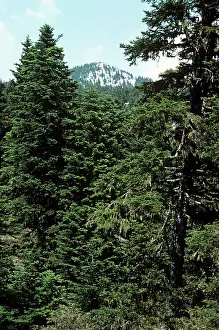 Firs: Greek Fir Tree