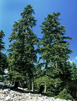 Firs: Greek Fir Tree - at high altitude on Mount Parnassus