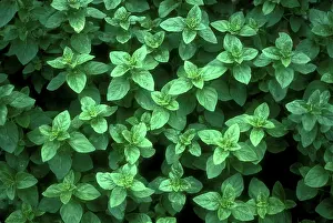 Origanum: Greek Oregano