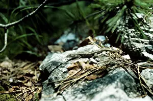 Graeca: Greek Rock Lizard