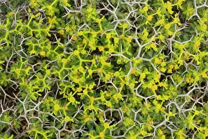 Spurges: Greek spiny spurge
