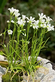 Cyrpus: A greek Star-of-Bethlehem