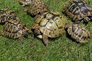 Testudo: Greek Tortoise - Sunbathing