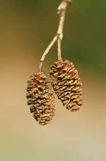 Alnus: Green ALDER cones - April