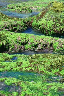 Ulva: GREEN ALGAE - Sea Lettuce on rocky shore, exposed