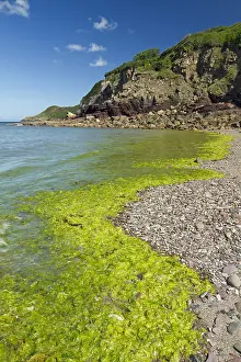 Thallophyta: Green algae (Ulva spp), Br&, x9a25;c cove, Plouha