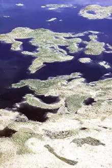 Algae: GREEN ALGAL GROWTH