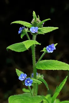 Introduced: Green Alkanet