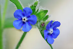 Bugloss: Green Alkanet / Evergreen Bugloss - the plant's