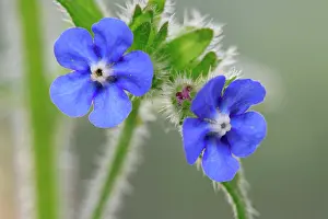Bugloss: Green Alkanet / Evergreen Bugloss - the plant's