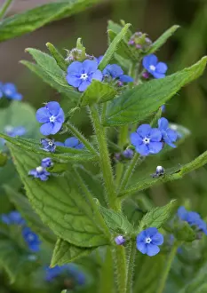 Alkanet: Green alkanet - in flower