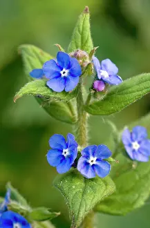 Sempervirens: Green Alkanet - in flower - spring