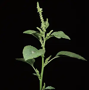 Viridis: Green amaranth