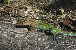 Ameiva: Green Ameiva Lizard