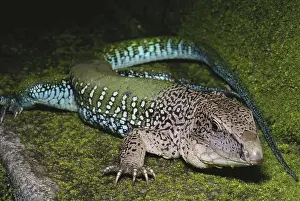 Ameiva: Green Ameiva Lizard