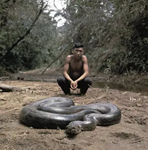 Constricting: Green Anaconda