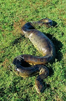 Murinus: Green ANACONDA - 4.5 metre individual having swallowed