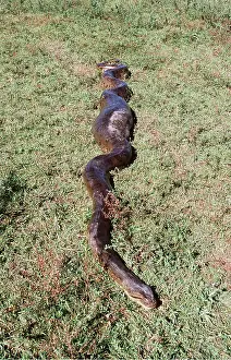 Coiled: Green ANACONDA - 4.5 metre individual having swallowed