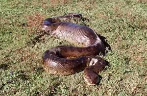 Coiled: Green ANACONDA - 4.5 metre individual having swallowed