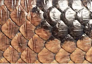 Rungnapa Sasitorn: Green ANACONDA - close up of scales