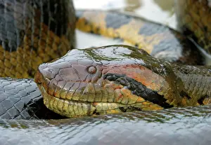 Murinus: Green ANACONDA - close-up of head