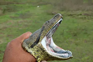 Murinus: Green ANACONDA - close-up of head, open mouth