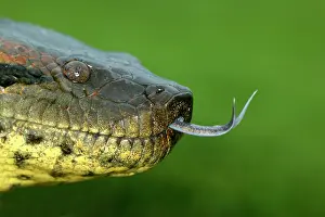 Murinus: Green ANACONDA - close-up of head, showing tongue