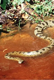 Coiled: Green ANACONDA - entering water
