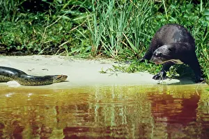 Murinus: Green ANACONDA & Giant Otter (Pteronura brasiliensis)