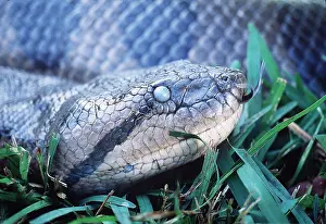 Rungnapa Sasitorn: Green ANACONDA - Head close-up