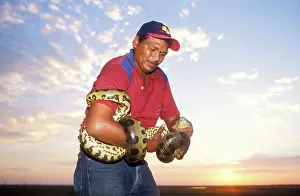 Murinus: Green ANACONDA - held by man, sunset