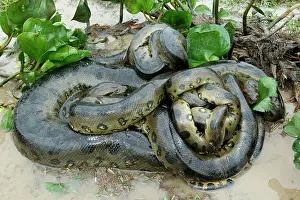 Murinus: Green ANACONDA - mating, with 3 males