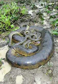 Murinus: Green ANACONDA - mating, with 3 males
